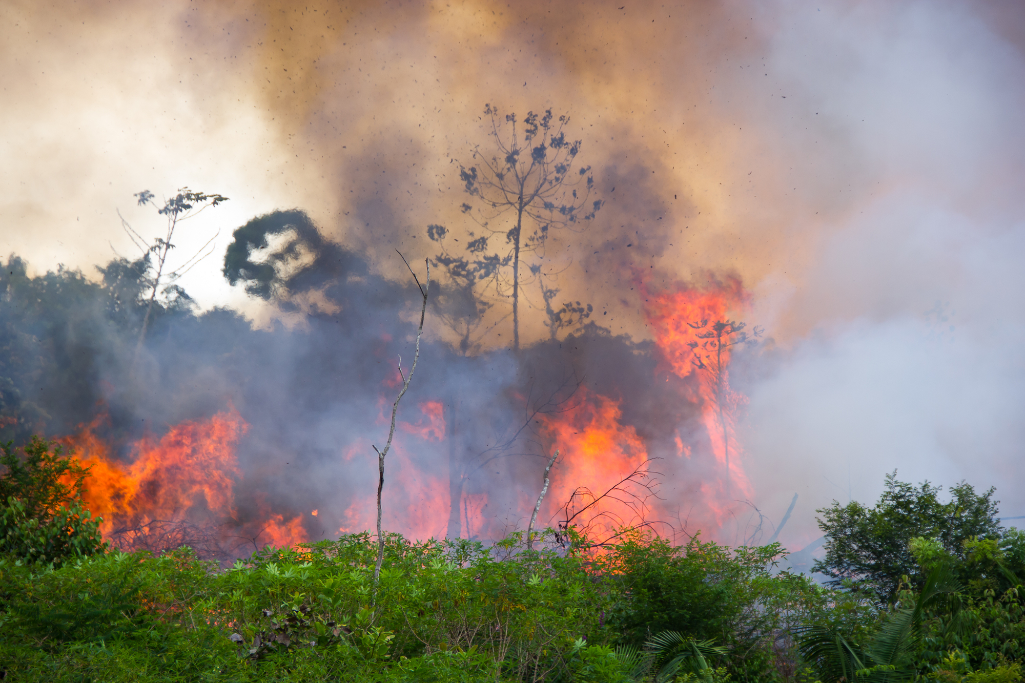 Bolsonaro blames NGOs for Amazon fires