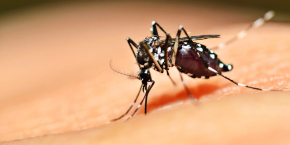 Dengue fever surge Latin America