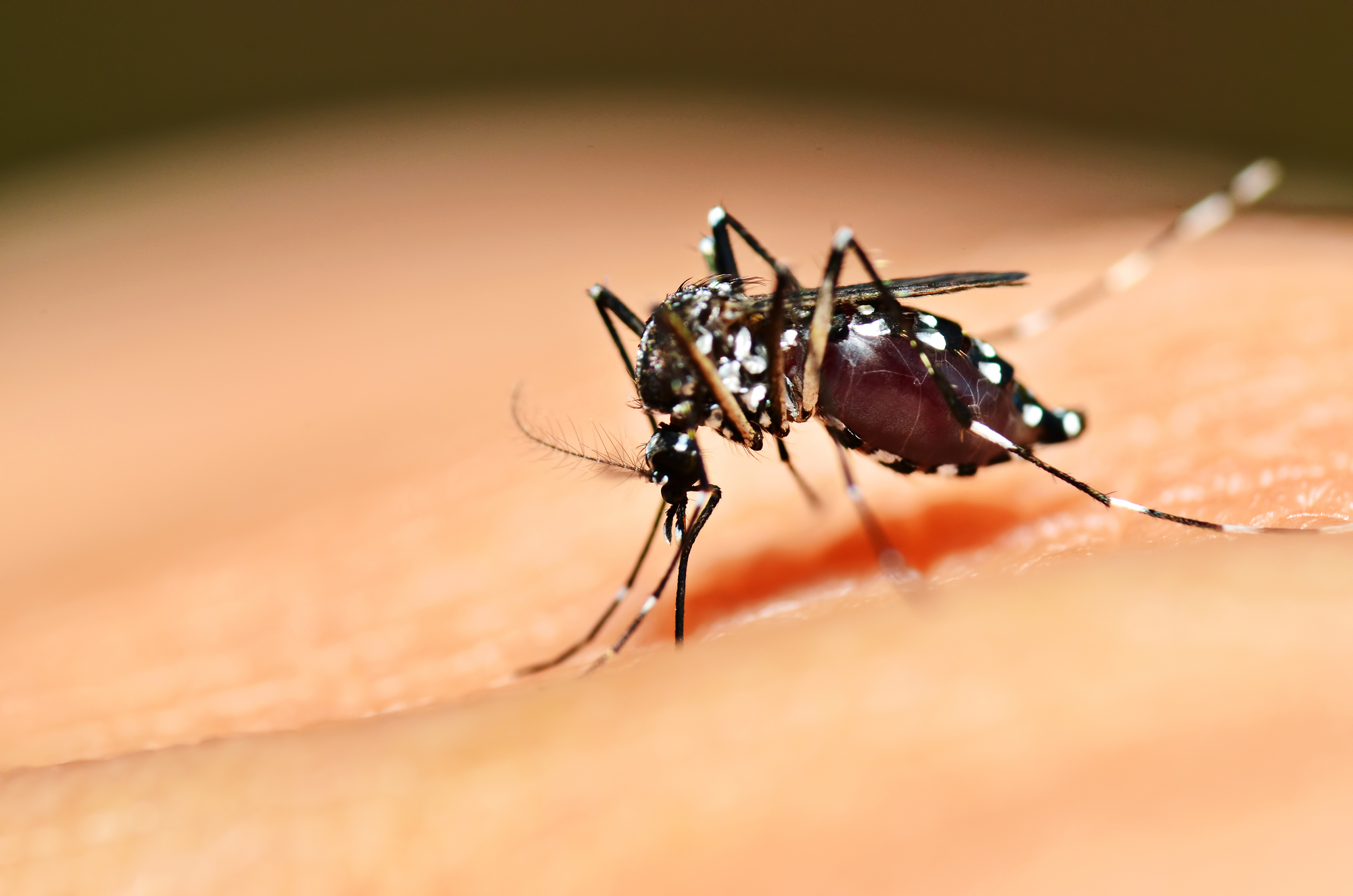 Dengue fever cases have surged in the Americas this year, says international health agency