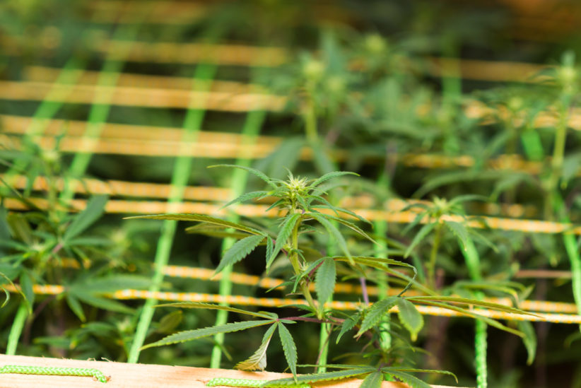 Marijuana plants growing