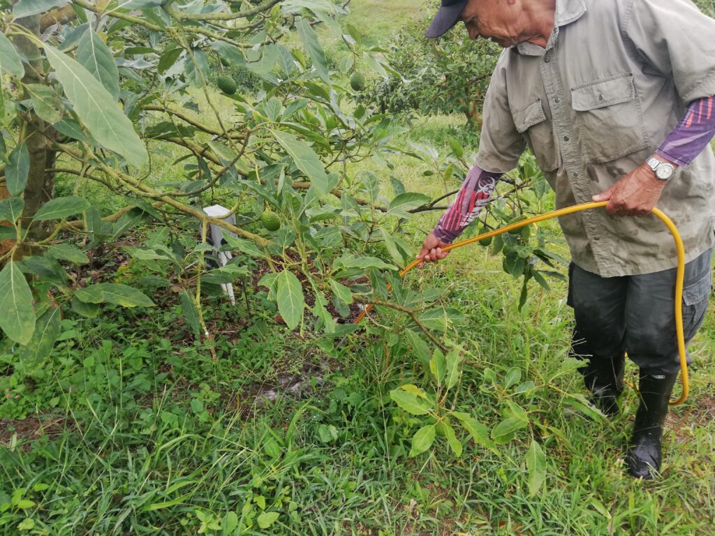 Smart irrigation could be the key to a sustainable future for Hass avocado in Colombia